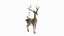 Mammal divine deer mount