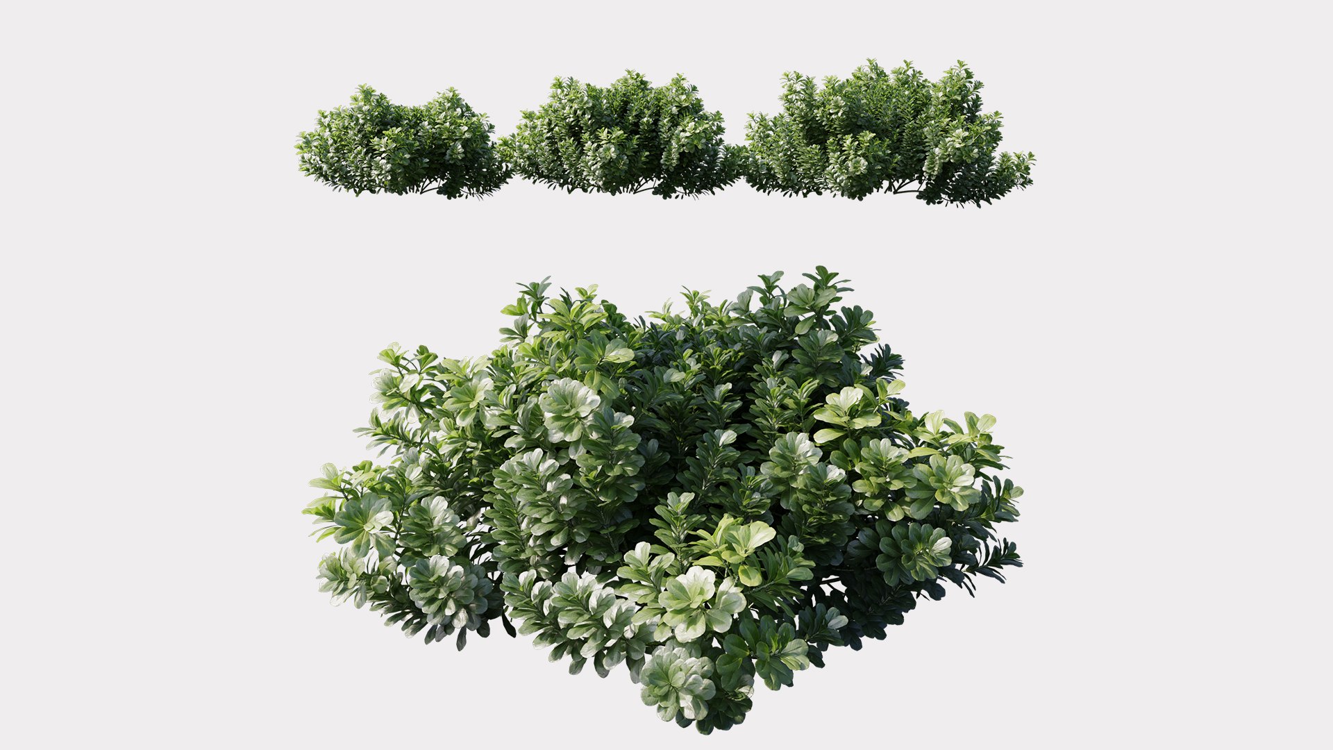 Pittosporum Tobira 3D model https://p.turbosquid.com/ts-thumb/oU/ZfxOiA/AV/pittosporumtobira_01_01/jpg/1632470116/1920x1080/fit_q87/d7424a0452044aa6994a750759bf34009b2368bb/pittosporumtobira_01_01.jpg