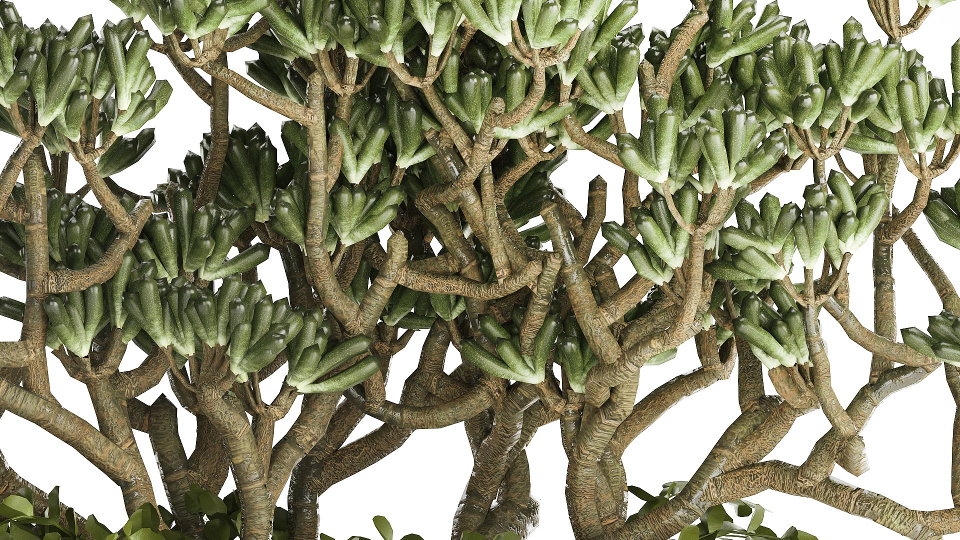 3D Bouquet Realistic Succulent Flowers Modern Vase 616 https://p.turbosquid.com/ts-thumb/oU/cJ1H4Y/Pz/1bouquet120907/jpg/1758021543/1920x1080/fit_q87/6b773e66f8e8e4c160b58b27b7c026c110d6a69b/1bouquet120907.jpg
