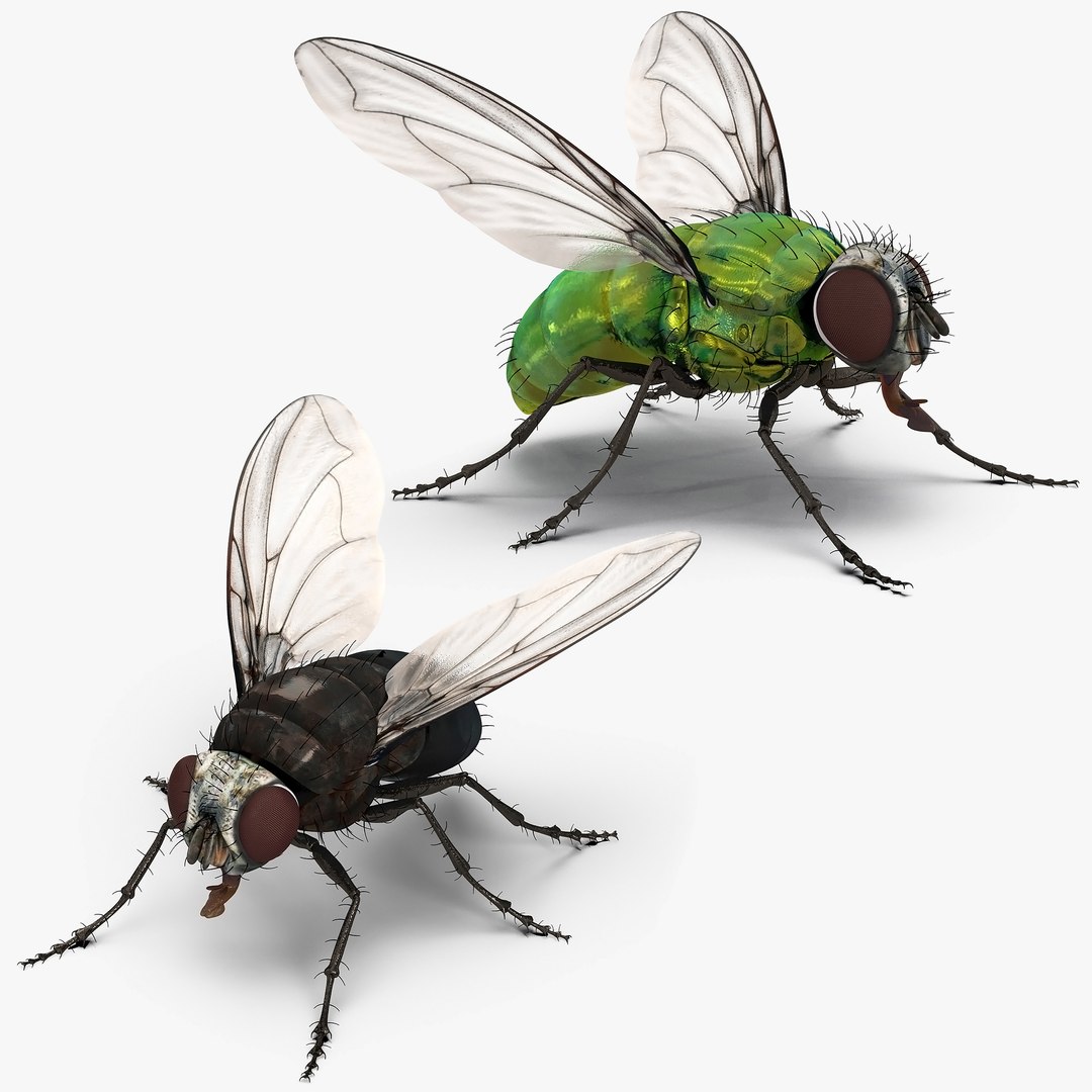 Flies Rigged Collection for Cinema 4D 3D model preview