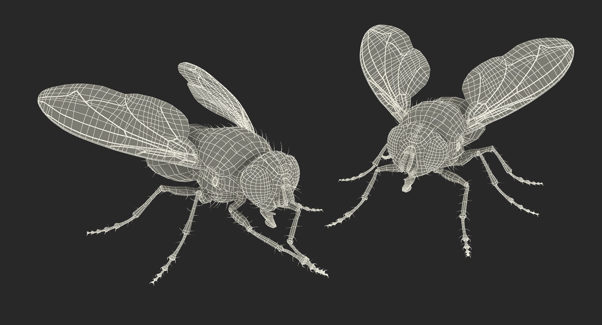 Flies rigged 3D model - TurboSquid 1519394