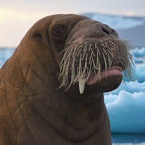 Young Walrus Rigged for Cinema 4D