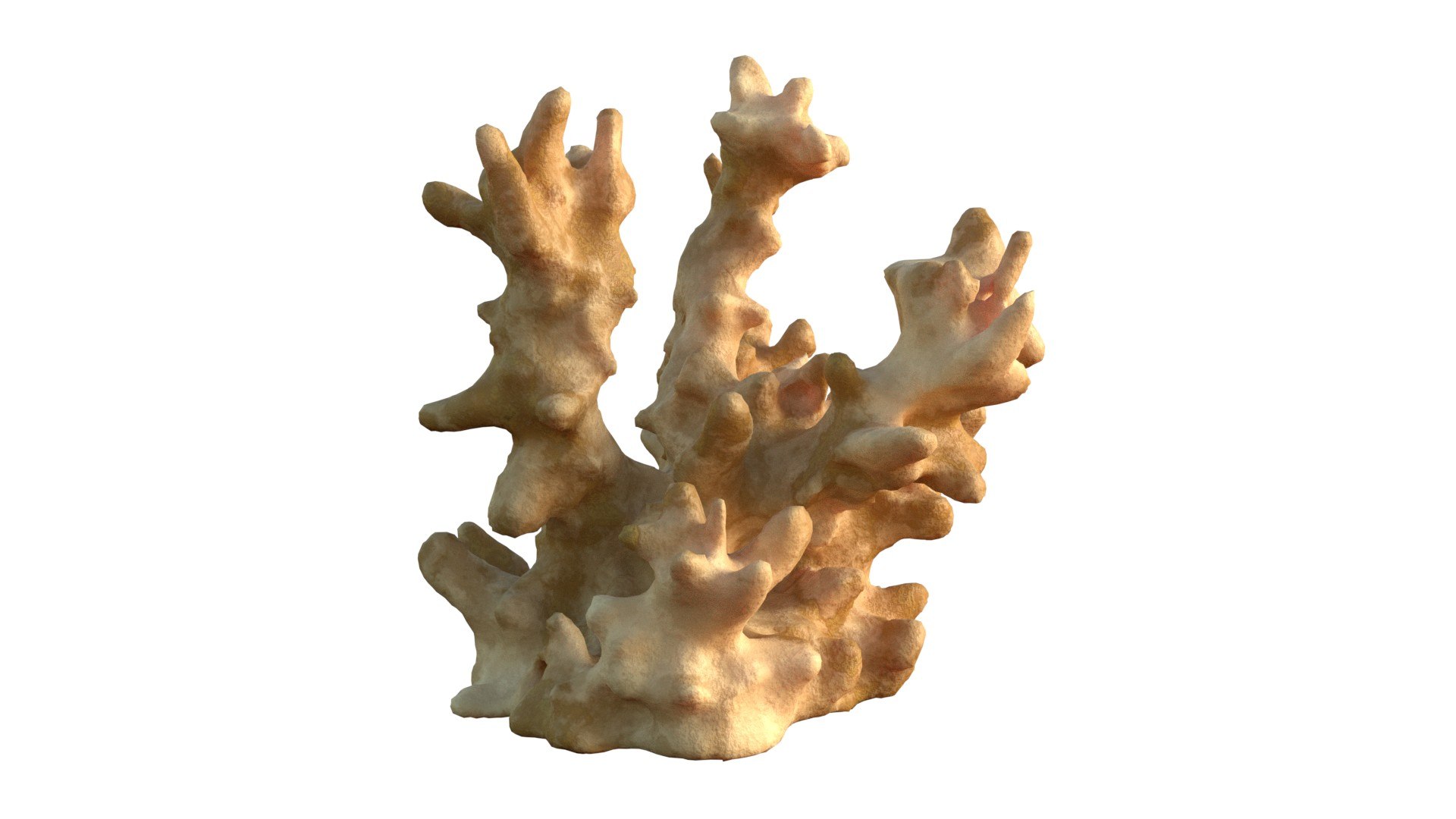 3D Coral Reef Collection Model - TurboSquid 2370941