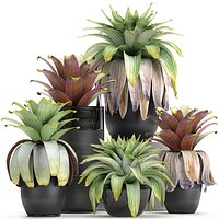 Exotic plants Bromelia in a pot for the interior 745