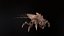 LandBug5