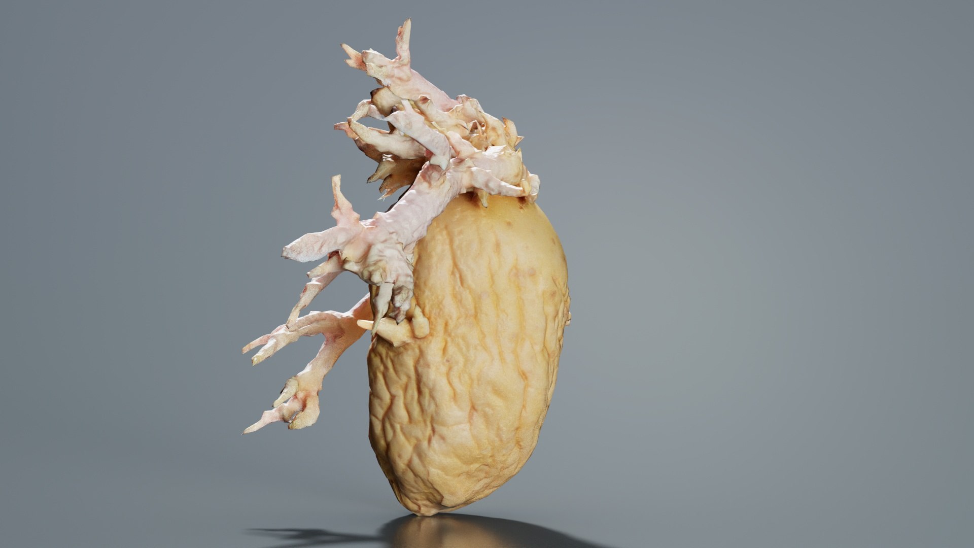 3D Shriveled Potatoe 3 Remastered model https://p.turbosquid.com/ts-thumb/oV/h1LNvb/st/shriveled_potatoe_3_06/jpg/1740367342/1920x1080/fit_q87/563d7c7cf5bc04b88bb049c4c364858599b82cf6/shriveled_potatoe_3_06.jpg