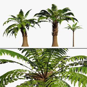 Realistic Tree Fern 3D model