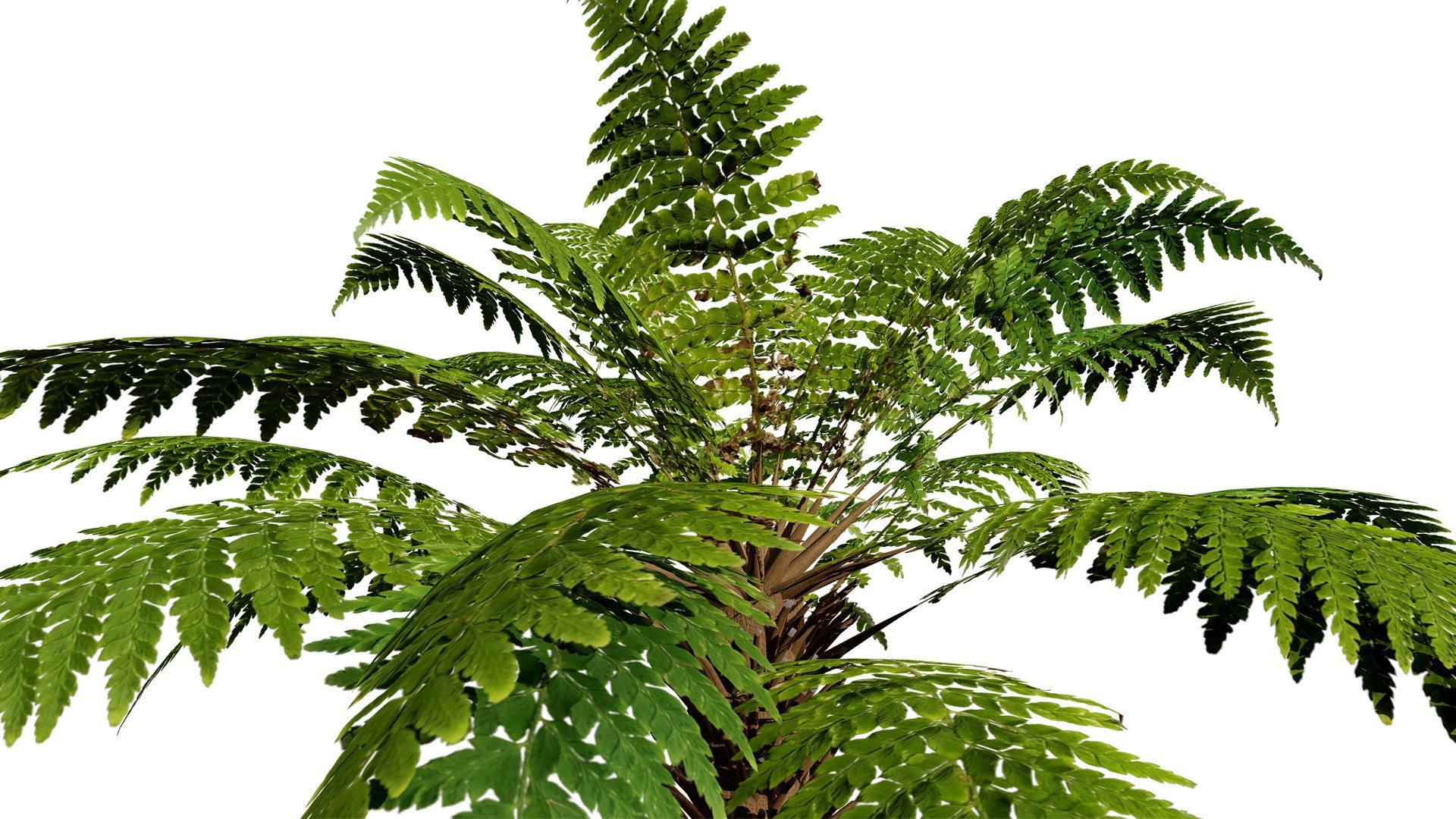Realistic Tree Fern 3D Model - TurboSquid 2324095