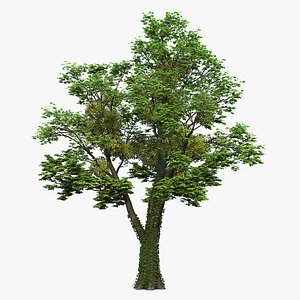 3D tree maple model