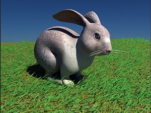 Rabbit Bunny