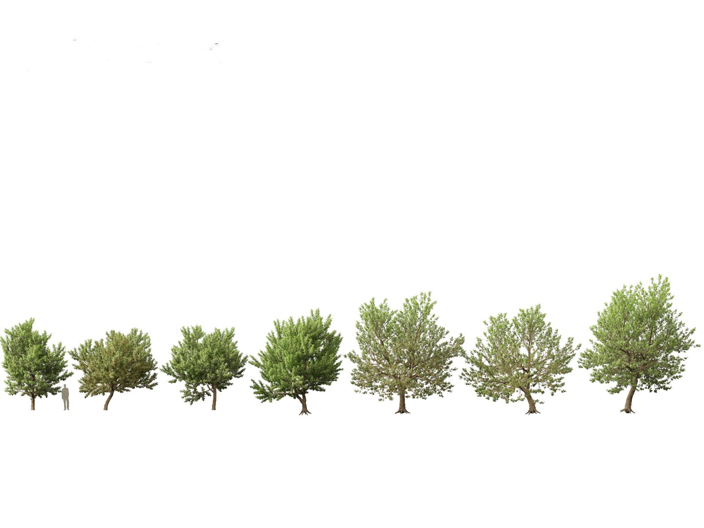 3D model Northern Forest Trees Pack 19 https://p.turbosquid.com/ts-thumb/oV/xY58vz/0D/acernegundo011/jpg/1759465329/1920x1080/fit_q87/5fc4008f09e7c6a33b916f576b8d55e9a579f606/acernegundo011.jpg