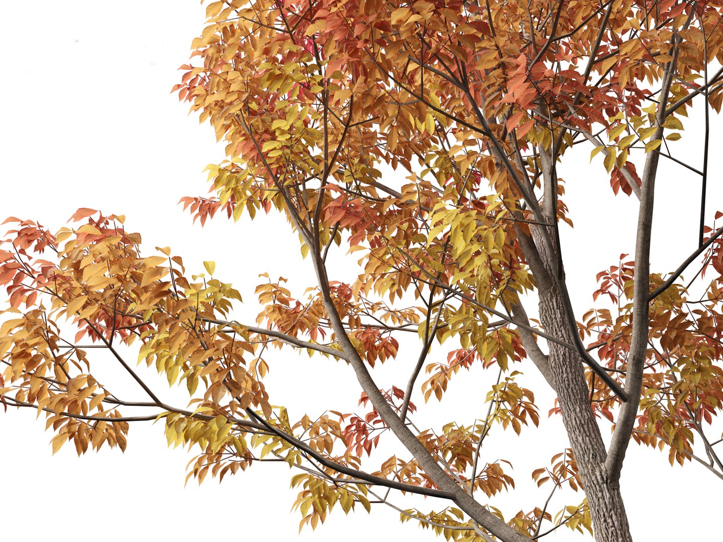 3D model Northern Forest Trees Pack 19 https://p.turbosquid.com/ts-thumb/oV/xY58vz/0K/fraxinusamericana029/jpg/1759465367/1920x1080/fit_q87/e28f30e8581b48fb8ae60e68213011dc95238cf5/fraxinusamericana029.jpg