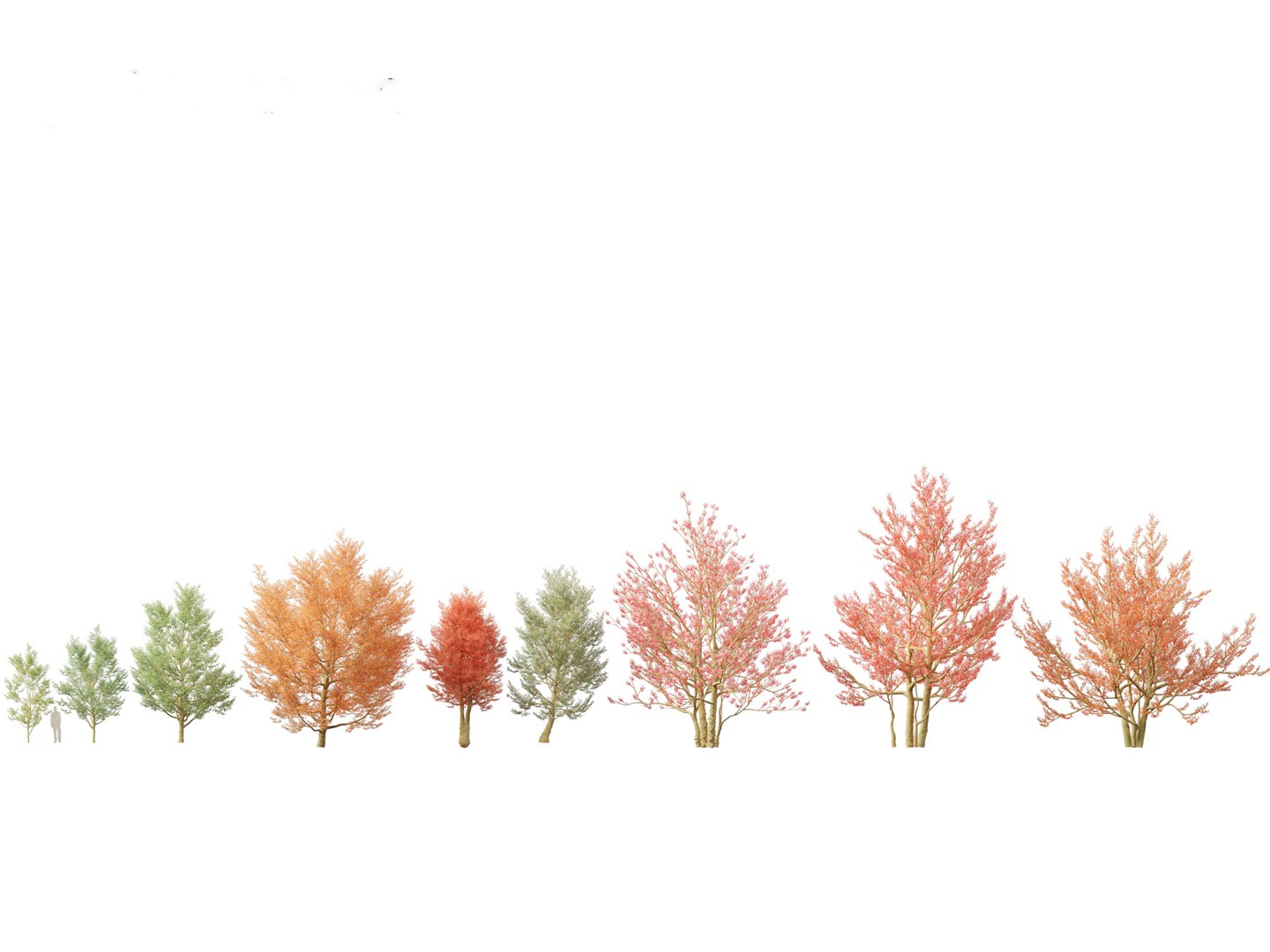 3D model Northern Forest Trees Pack 19 https://p.turbosquid.com/ts-thumb/oV/xY58vz/6T/amelanchiercanadensis011/jpg/1759465343/1920x1080/fit_q87/2916f1db6448b923e61c227837a7acec0beabc01/amelanchiercanadensis011.jpg