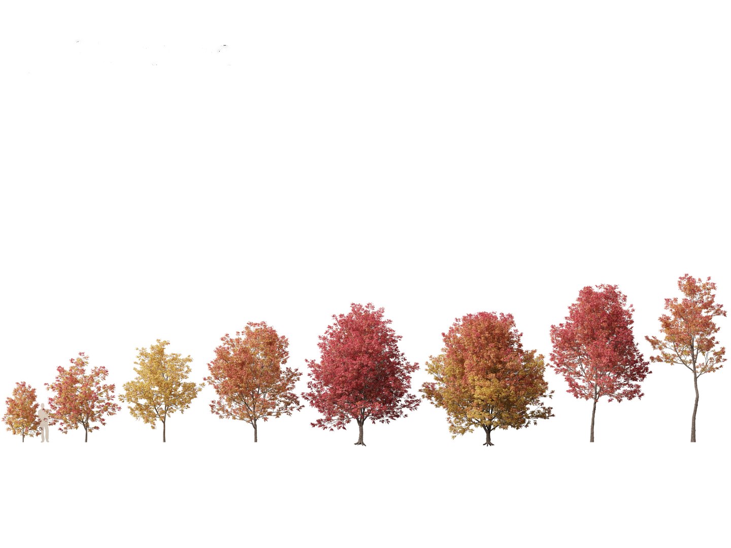 3D model Northern Forest Trees Pack 19 https://p.turbosquid.com/ts-thumb/oV/xY58vz/9k/fraxinusamericana021/jpg/1759465362/1920x1080/fit_q87/fcd6500c72ca9dfaa6e0d8900b84aee2f4e0db0e/fraxinusamericana021.jpg