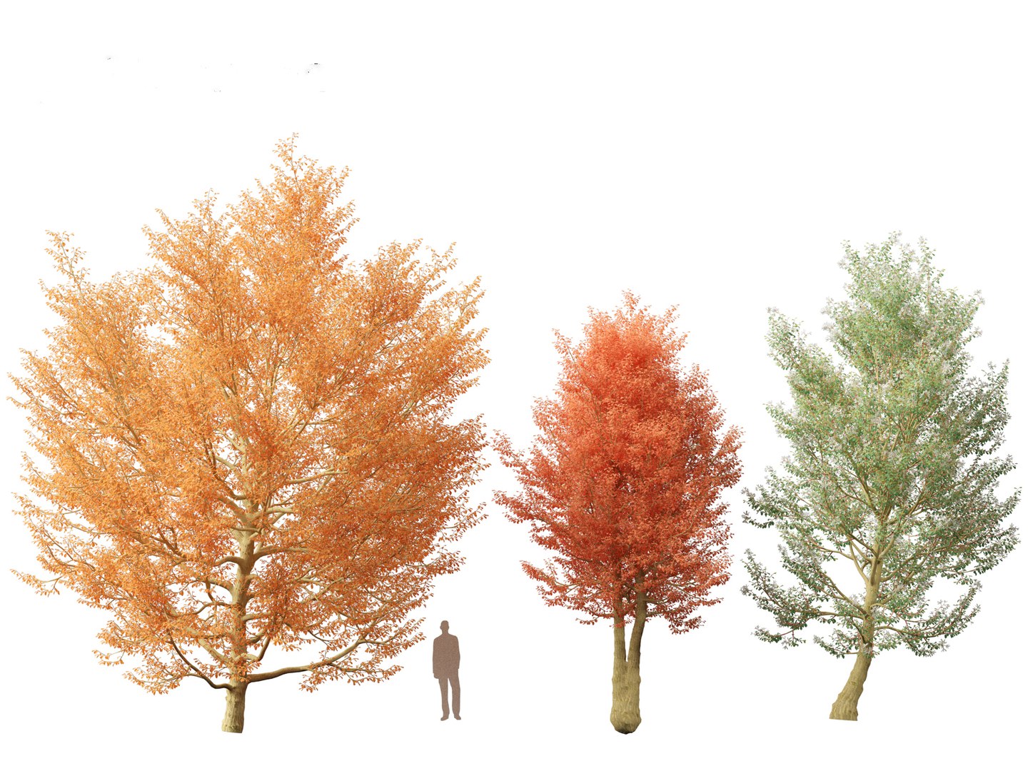 3D model Northern Forest Trees Pack 19 https://p.turbosquid.com/ts-thumb/oV/xY58vz/HR/amelanchiercanadensis015/jpg/1759465346/1920x1080/fit_q87/18d72675b2e82ea5f6137e4fcf33508b4a10106a/amelanchiercanadensis015.jpg