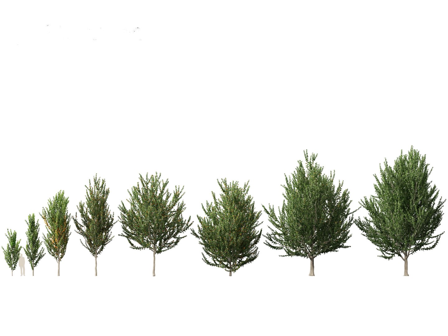 3D model Northern Forest Trees Pack 19 https://p.turbosquid.com/ts-thumb/oV/xY58vz/Ux/acerxfreemanii021/jpg/1759465340/1920x1080/fit_q87/e7d09ac36862c2c178c6b44b93370c3161e989f8/acerxfreemanii021.jpg