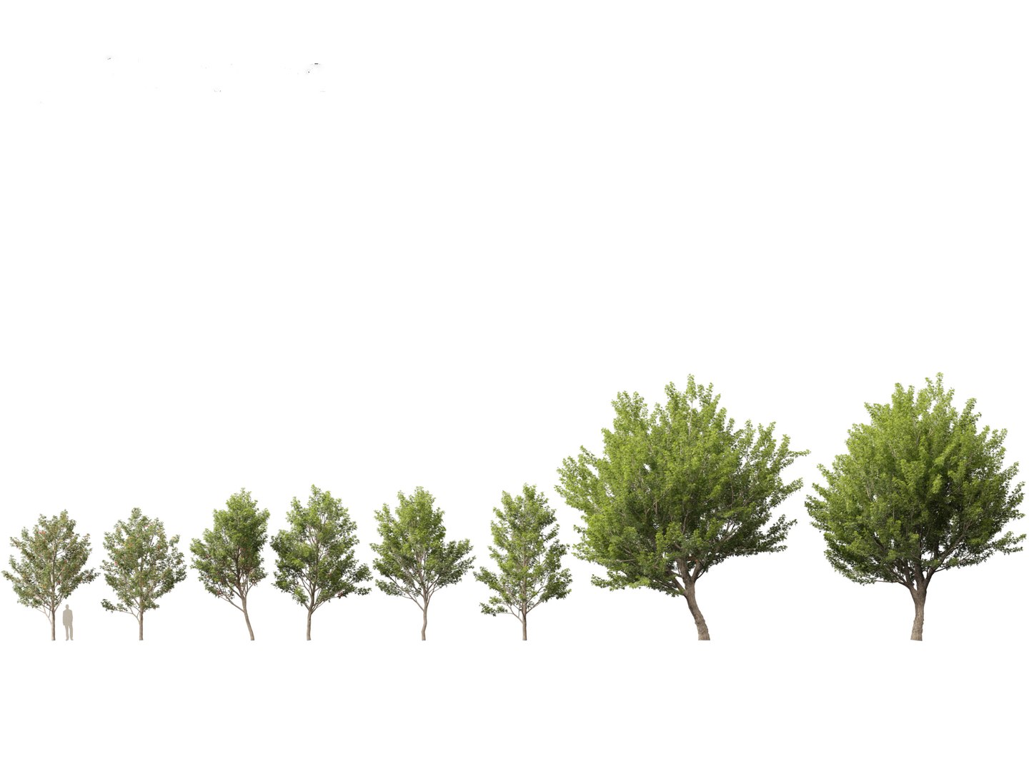 3D model Northern Forest Trees Pack 19 https://p.turbosquid.com/ts-thumb/oV/xY58vz/Wa/acersaccharinum021/jpg/1759465338/1920x1080/fit_q87/d9698cb2ce44b9e62f18c4749bdb862c2b5067c8/acersaccharinum021.jpg