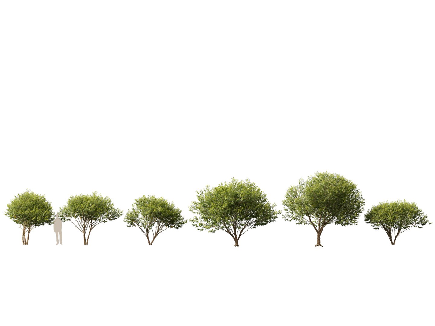 3D model Northern Forest Trees Pack 19 https://p.turbosquid.com/ts-thumb/oV/xY58vz/YU/betulanigralittlekingfoxvalley011/jpg/1759465348/1920x1080/fit_q87/01d1d9a2b51a16508395ac7fae664f404305647d/betulanigralittlekingfoxvalley011.jpg