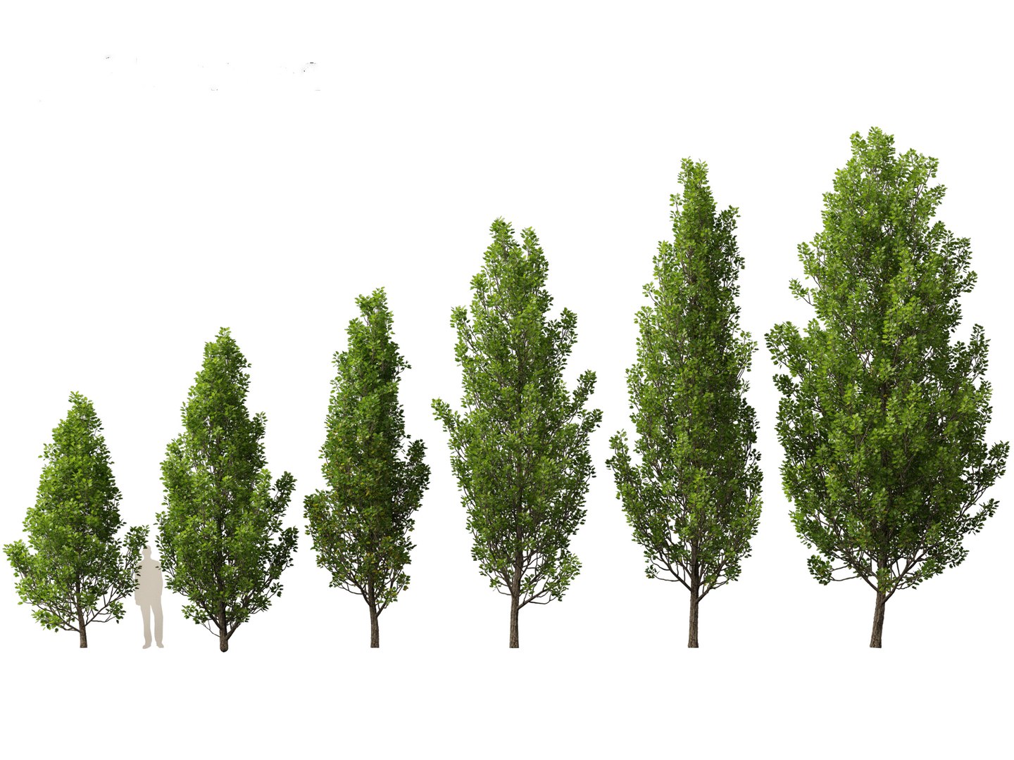 3D model Northern Forest Trees Pack 19 https://p.turbosquid.com/ts-thumb/oV/xY58vz/ZN/liriodendrontulipiferafastigiatum011/jpg/1759465369/1920x1080/fit_q87/2572b376c95424829d1e033179c43f3dd7bc4a1d/liriodendrontulipiferafastigiatum011.jpg