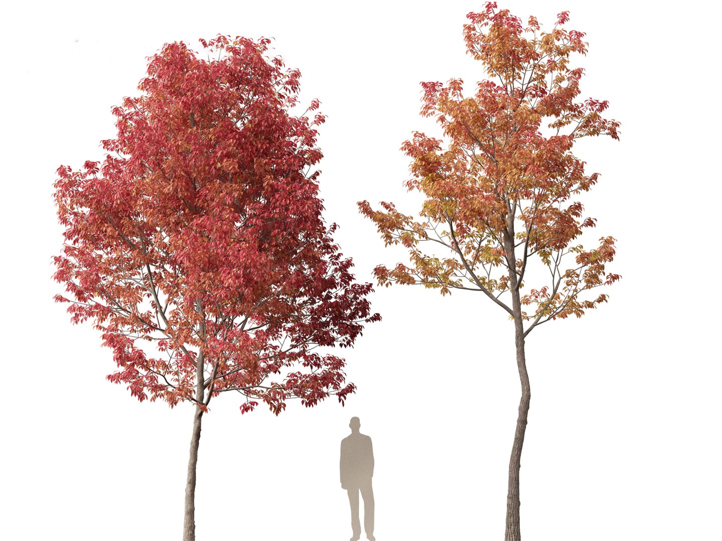 3D model Northern Forest Trees Pack 19 https://p.turbosquid.com/ts-thumb/oV/xY58vz/dK/fraxinusamericana027/jpg/1759465364/1920x1080/fit_q87/2756a4e4a9fa96c703269bff1ecdd92b14d19b41/fraxinusamericana027.jpg