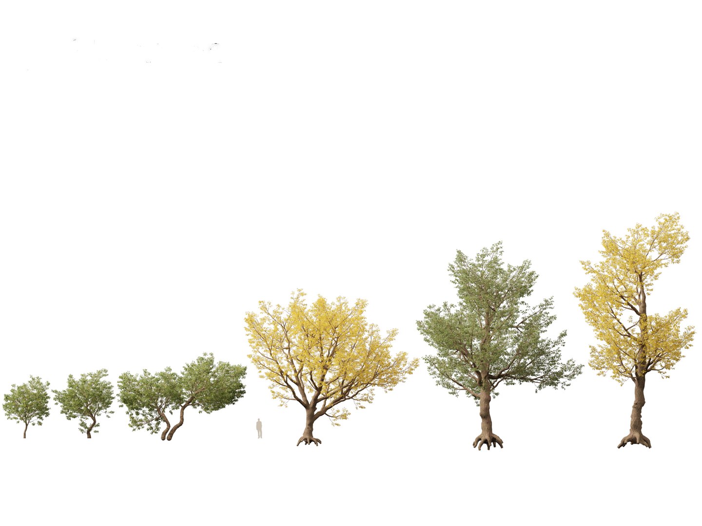 3D model Northern Forest Trees Pack 19 https://p.turbosquid.com/ts-thumb/oV/xY58vz/mc/populusfremontii011/jpg/1759465375/1920x1080/fit_q87/646f3a9b1323f9b1278207e06d130eb5c442dfe1/populusfremontii011.jpg