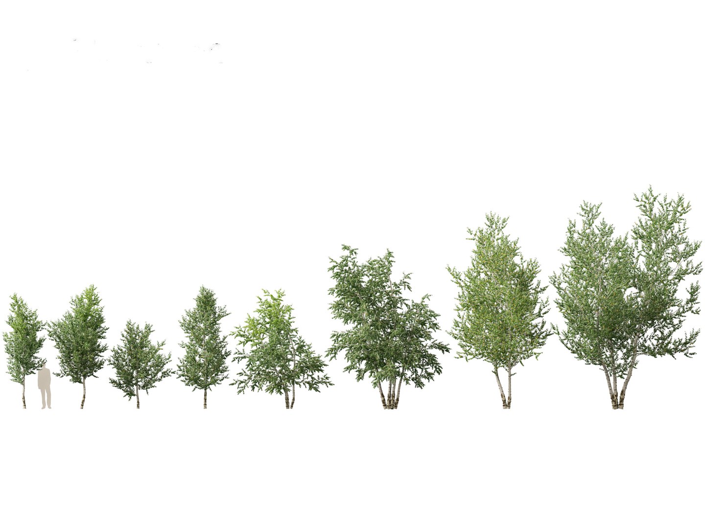 3D model Northern Forest Trees Pack 19 https://p.turbosquid.com/ts-thumb/oV/xY58vz/uP/betulapapyrifera021/jpg/1759465351/1920x1080/fit_q87/dbaf8d90686cd6356dfd382e8068ea6226ef7d6f/betulapapyrifera021.jpg