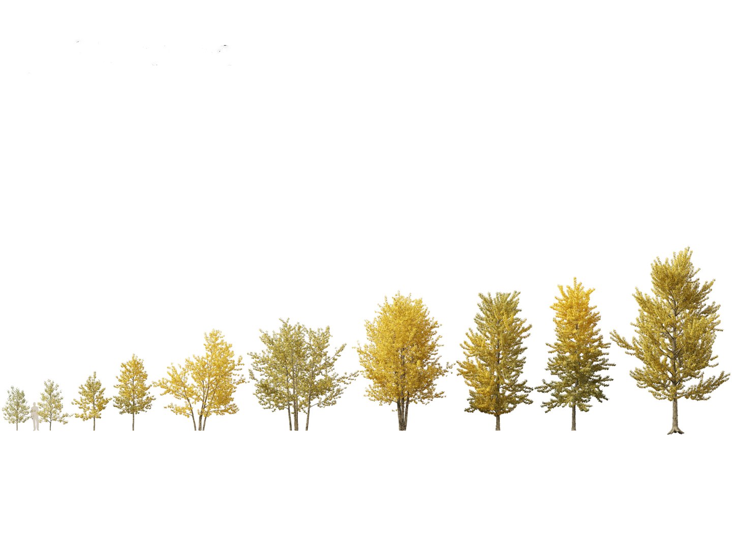 3D model Northern Forest Trees Pack 19 https://p.turbosquid.com/ts-thumb/oV/xY58vz/vg/populusbalsamifera021/jpg/1759465373/1920x1080/fit_q87/ea576e57a0a442076ab439c8d7d94b417525a3f5/populusbalsamifera021.jpg