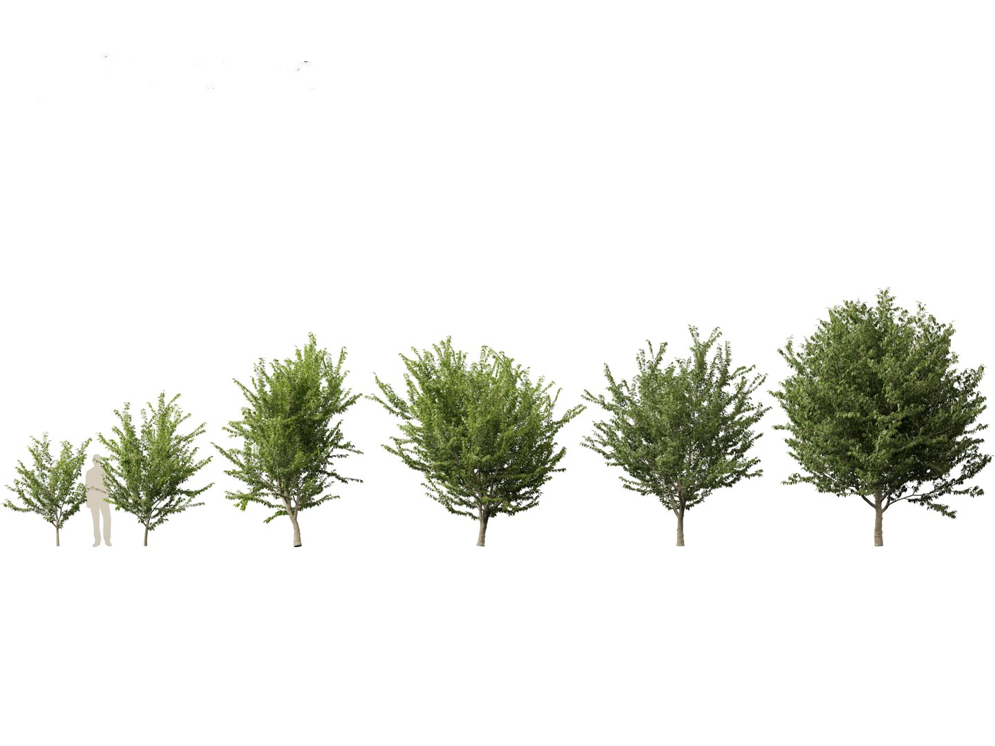 3D model Northern Forest Trees Pack 19 https://p.turbosquid.com/ts-thumb/oV/xY58vz/x0/celtisoccidentalis011/jpg/1759465360/1920x1080/fit_q87/6dc73fd03ea27c5746e6205a158f417676f06979/celtisoccidentalis011.jpg