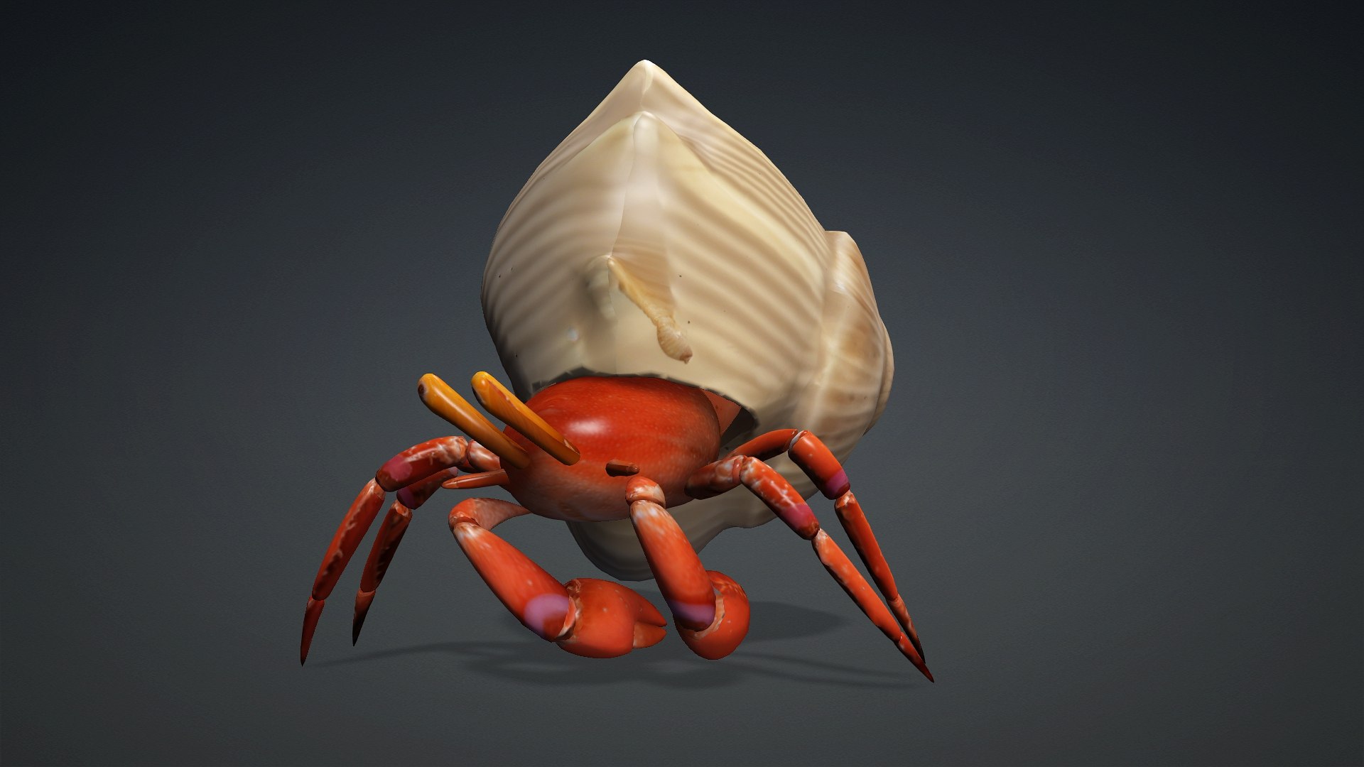 Hermit Crab-A1 3D https://p.turbosquid.com/ts-thumb/oW/07mxCK/5e/preview10/jpg/1761031802/1920x1080/fit_q87/1fb5ebe8d5d80e55d4c8209ddaf189f4fa038948/preview10.jpg