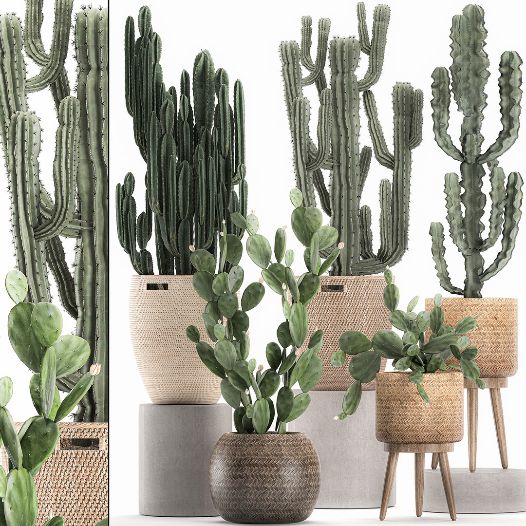 Decorative cactus baskets interior 3D model - TurboSquid 1585027