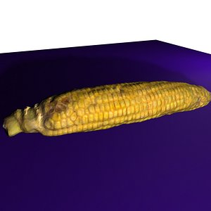 3d model accurate corn