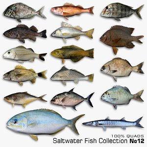 3D Saltwater Fish Collection 12