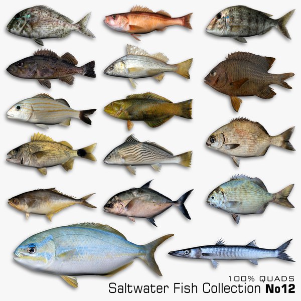 modelo 3d Colección de peces de agua salada 12 - TurboSquid