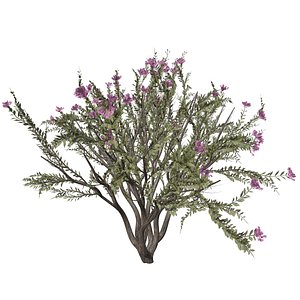 Crape Myrtle Tree - 01 -