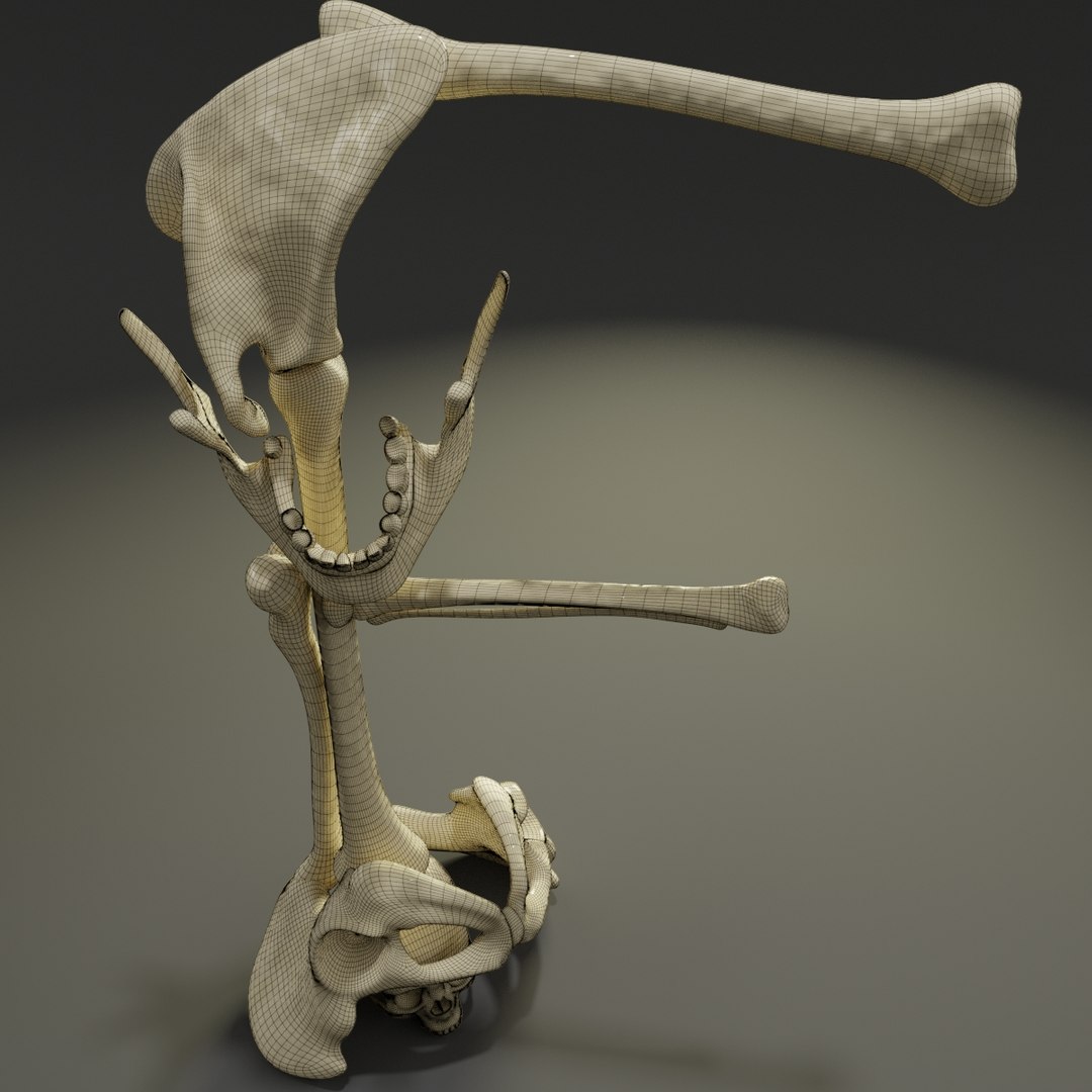 3D letter f bones skeleton model https://p.turbosquid.com/ts-thumb/oW/8FY5WB/Y9Ivv7Yh/f7/jpg/1587365622/1920x1080/fit_q87/1e6a2a3ac90f7daa8f9aacb67b4c2c1c1032242f/f7.jpg