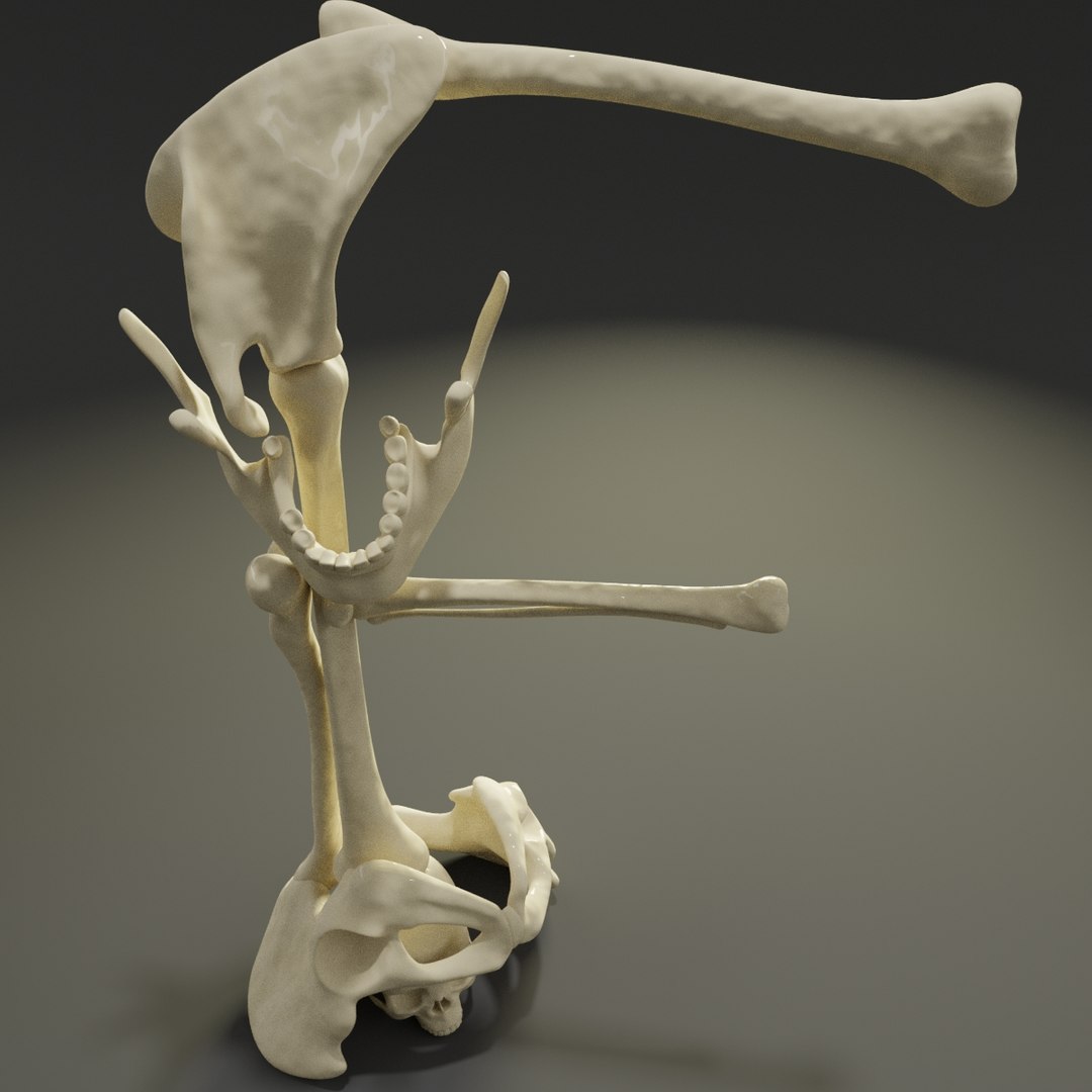 3D letter f bones skeleton model https://p.turbosquid.com/ts-thumb/oW/8FY5WB/lryWgFTJ/f2/jpg/1587365622/1920x1080/fit_q87/b56286ee9b344f4fe9f85b244d82cf4ae4dfbbb8/f2.jpg