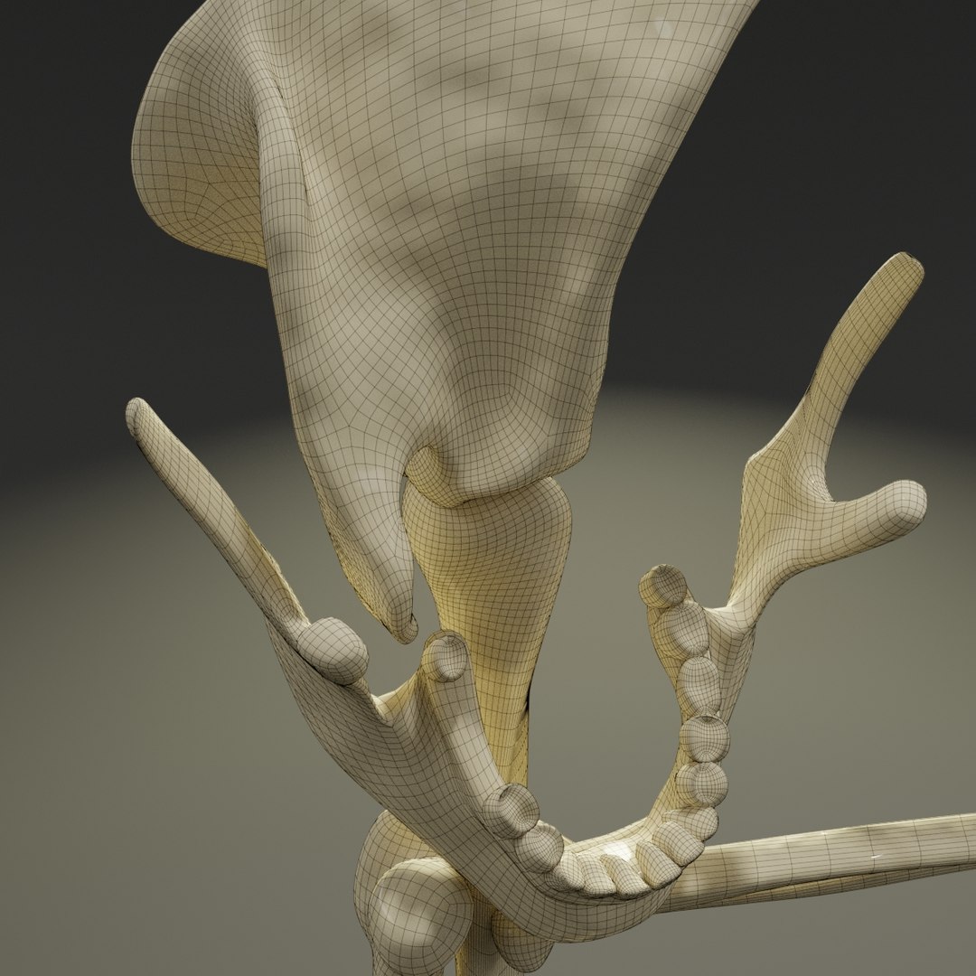 3D letter f bones skeleton model https://p.turbosquid.com/ts-thumb/oW/8FY5WB/mYzcOqdm/f9/jpg/1587365622/1920x1080/fit_q87/562e3f9f75e93576f887a76c750661358606aa45/f9.jpg