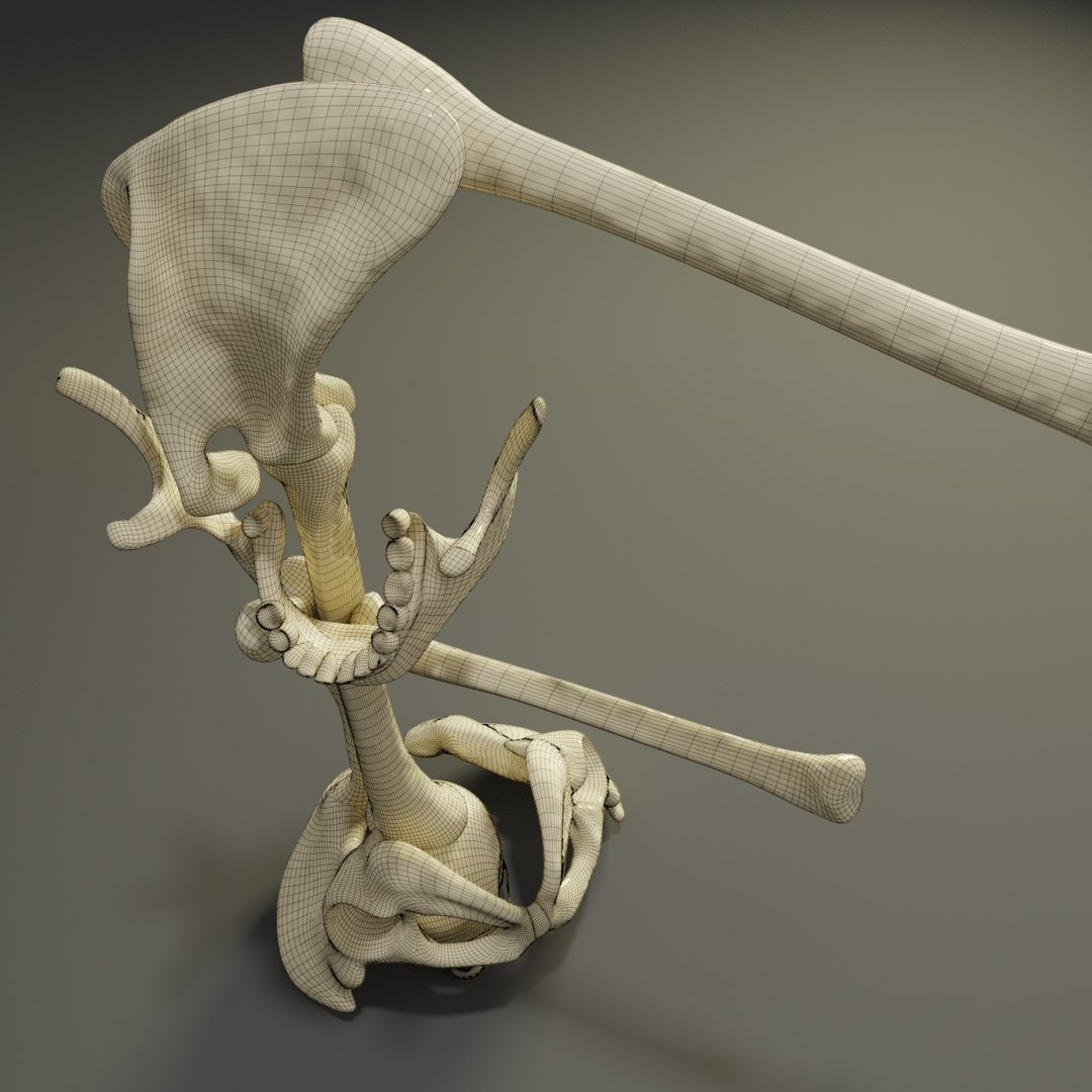 3D letter f bones skeleton model https://p.turbosquid.com/ts-thumb/oW/8FY5WB/xmIEalFt/f10/jpg/1587365622/1920x1080/fit_q87/b31f44934d17fbee3ffac9d132d5edd893a6f557/f10.jpg