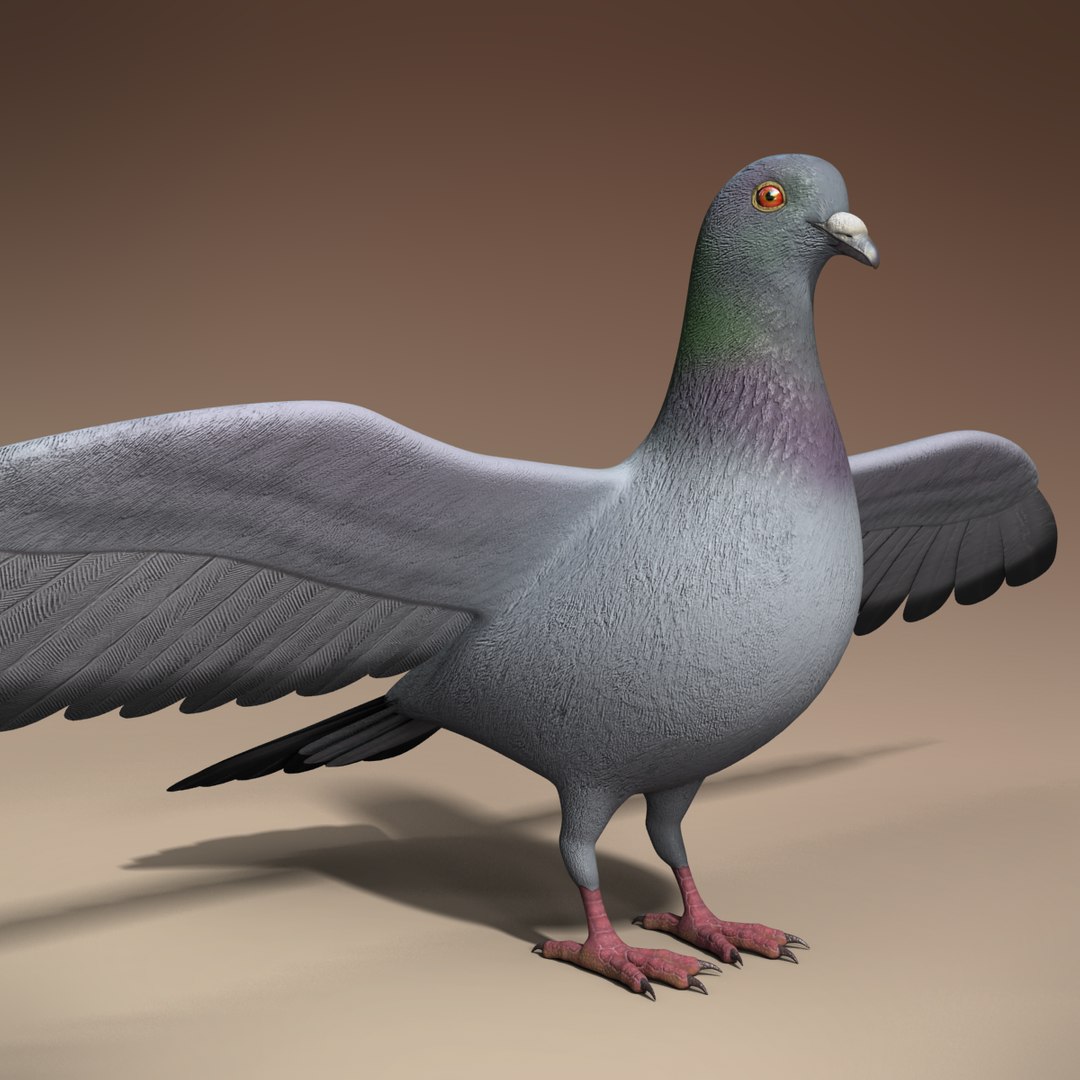Pigeon Bird Max