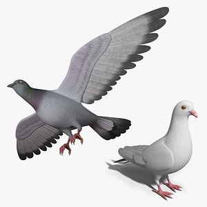 pigeon bird max