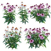 Echinacea purpurea