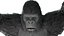 King Kong Gorilla Ultra Detailed 3D Model Fully Rigged 150 Animations