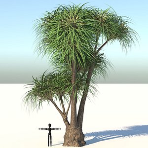Ponytail Palm Tree