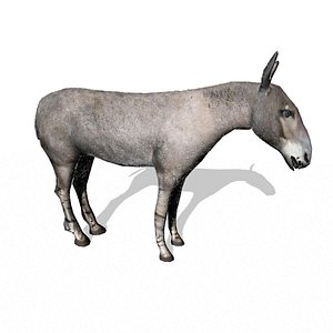 3d wild ass model