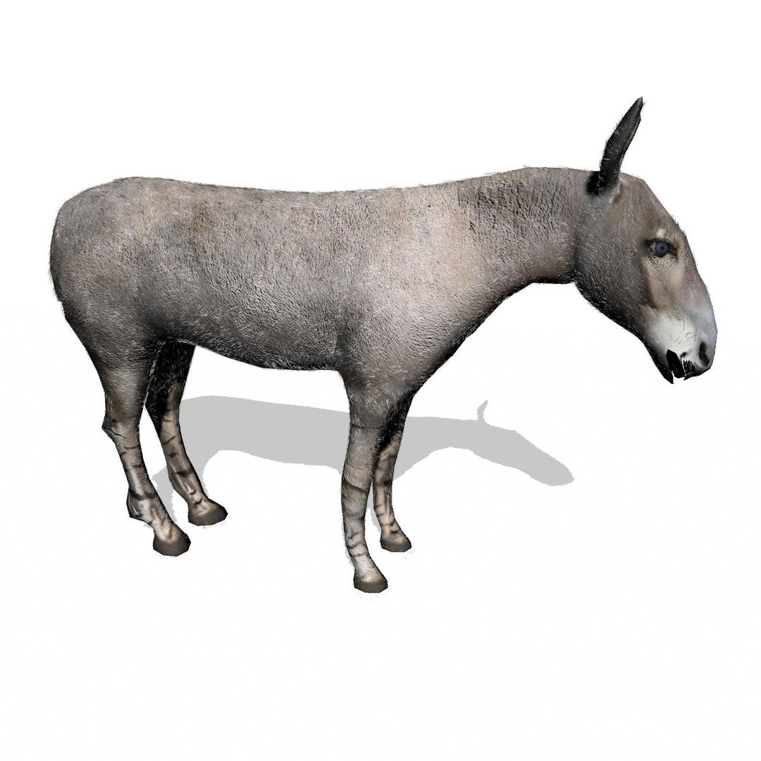 3d wild ass model https://p.turbosquid.com/ts-thumb/oW/M6mnc9/CamslKWI/somaliwildassmaya8/jpg/1437752159/1920x1080/fit_q87/162409f8a6dd39b0530868416e243bf20edc7d37/somaliwildassmaya8.jpg