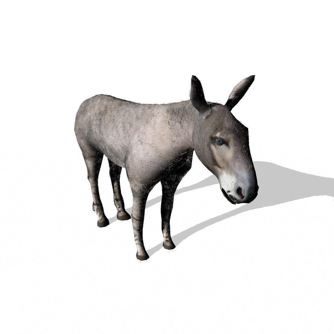 3d wild ass model https://p.turbosquid.com/ts-thumb/oW/M6mnc9/jpaxGUGK/somaliwildassmaya2/jpg/1437752159/1920x1080/fit_q87/de598b1aa90e7508f3531e16c5fe96a1e3b84c4c/somaliwildassmaya2.jpg
