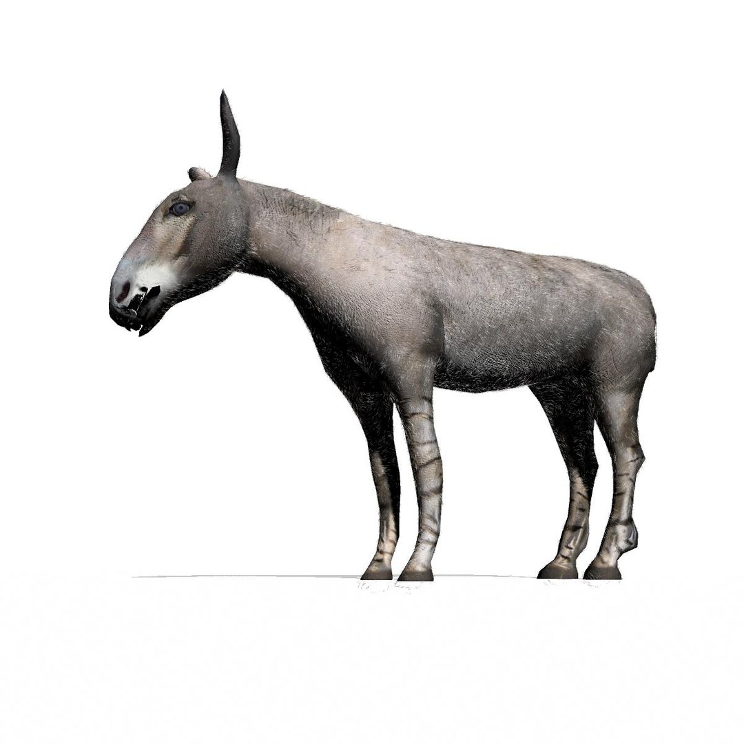 3d wild ass model https://p.turbosquid.com/ts-thumb/oW/M6mnc9/q9COej4F/somaliwildassmaya6/jpg/1437752159/1920x1080/fit_q87/1cf4cb87855ac269a09071d1f5fb91e95b162ee9/somaliwildassmaya6.jpg