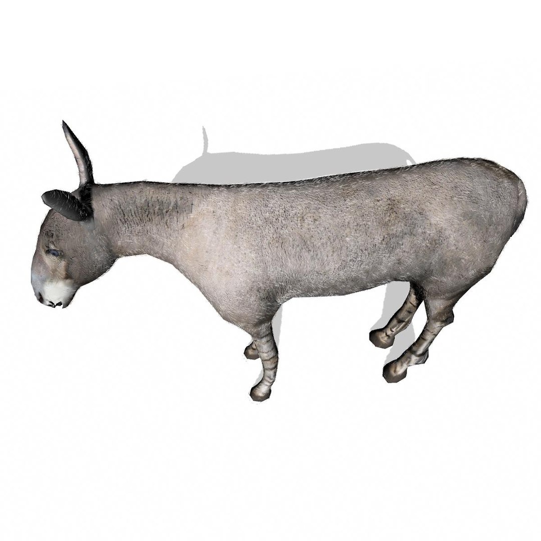 3d wild ass model https://p.turbosquid.com/ts-thumb/oW/M6mnc9/yzuESaqv/somaliwildassmaya4/jpg/1437752159/1920x1080/fit_q87/65730458a97c7440ee1390d05424d8b931a6b024/somaliwildassmaya4.jpg
