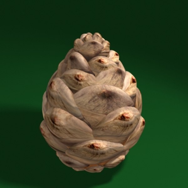 Pine Cone Max   Pinecone05 001 