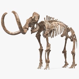 3D model Mammoth Skeleton Old Bones Rigged for Cinema 4D
